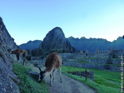 Ya pas que des touristes au Machu Picchu... les lamas sont là aussi!